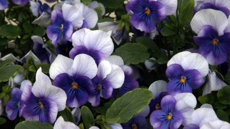 purple delights - white, purple, stems, green, flowers