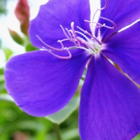 wild blue flower