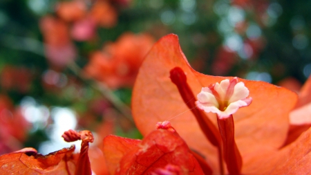 orange bougenville - salak, bougenville, bogor, wild flower