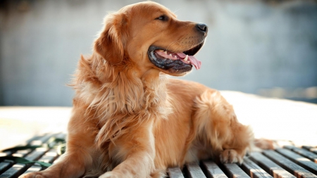 GOLDIE THE RETRIEVER