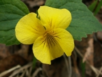 Yellow Violet