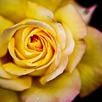 The Yellow Rose