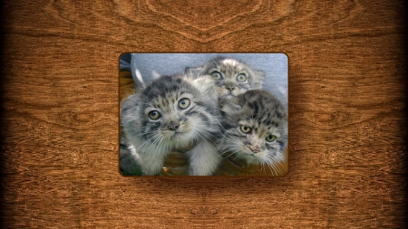 Pallas Cat Kittens - otocolobus manul, cat, kittens, cats