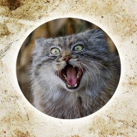 Pallas Cat