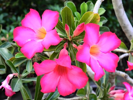 adenium Pretty Pink Flowers