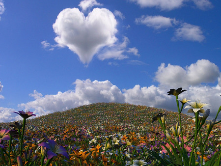 Heart Cloud and Flowers - hill, clouds, abstract, heart, summer, blue, fields, colors, love, flowers, fantasy, nature, cloud, field, sky