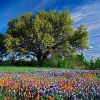 Flowers and tree