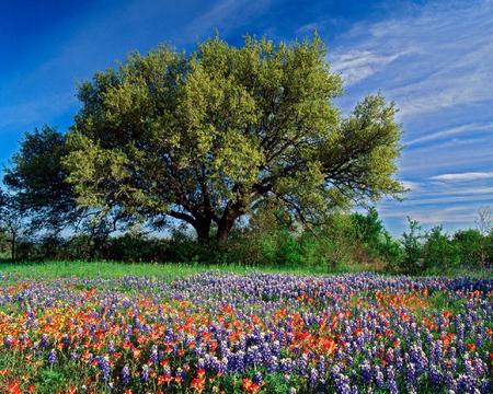 Flowers and tree - flowers, tree