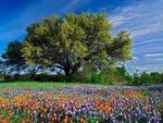 Flowers and tree