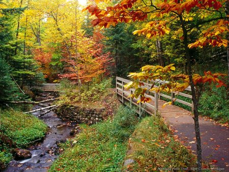 Bridge and forest - nature, forests