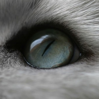 catâ€™s eye