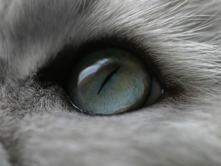 catâ€™s eye - eye, cat