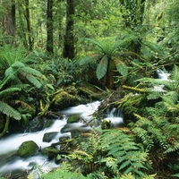 Yarra Ranges National Park