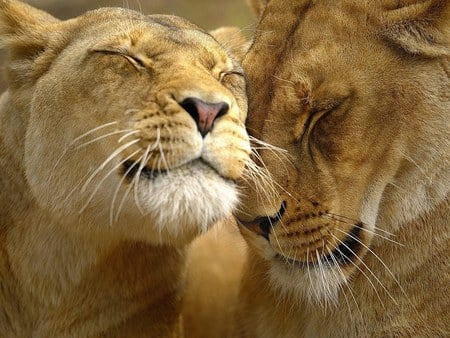 LOVE & CARE - lions, love, animals, cats, big, lion s