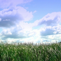 Summer sky over the cattails