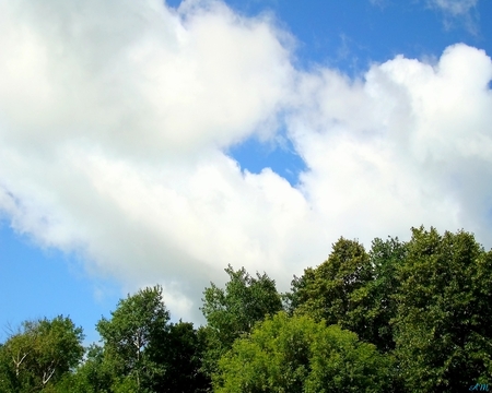 Over the tree tops - sky, clouds, tree, summer, photograph