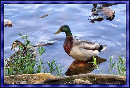 Ducks - ducks, water, aniimal