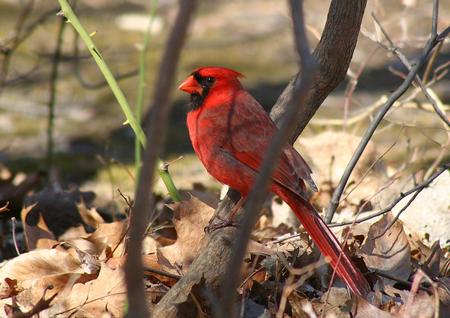 Cardinal - cardinal, animal, bird