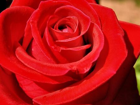 Rose - red, flower, nature, rose