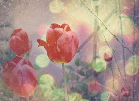 Ethereal Dream - flowers, tulips, ethereal, dream, pastel