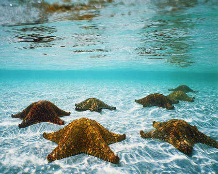 under the sea - sea, paradise, ocean, star fish