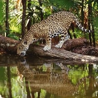 WATERING JAGUAR