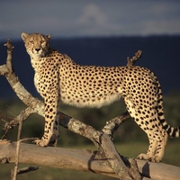 CHEETAH