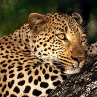 LEOPARD at REST