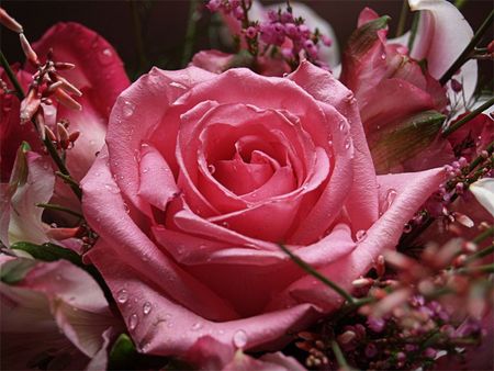 PINK ROSE for HER! - rose, pink