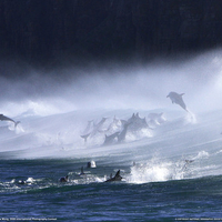 bottlenose dolphins surf