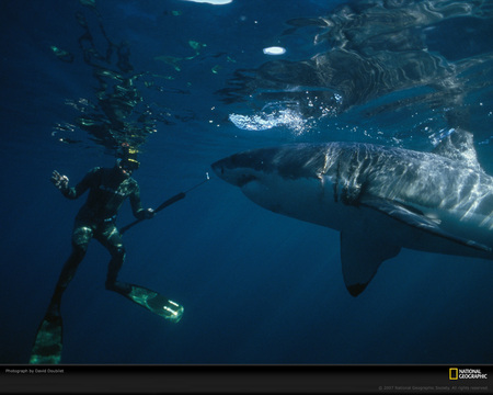 great white and diver - too close, great white, awsome