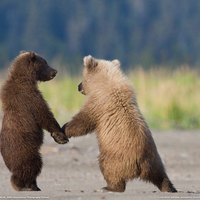 grizzly bear cubs