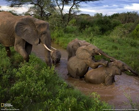 elephants bath - samburu, elephants