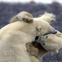 polar bear tussle