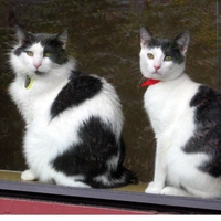 	Pair of Tuxedo Cats in a Window at Animal Shelter