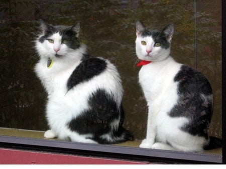 	Pair of Tuxedo Cats in a Window at Animal Shelter - cats, tuxedo, animal, shelter