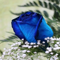 	Blue Rose