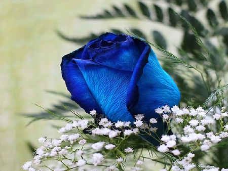 	Blue Rose - rose, blue