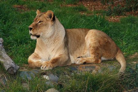 Lioness - animal, lion