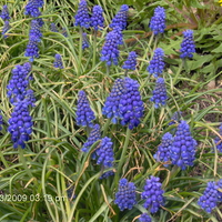 Blue Flowers