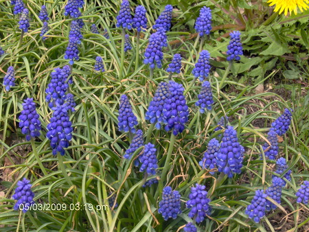 Blue Flowers - nature, blue flowers, flowers, blue