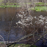 White Leaves Over River