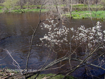 White Leaves Over River - michigan, vestaburg, river, white leaves over river, rivers, mi, pine river