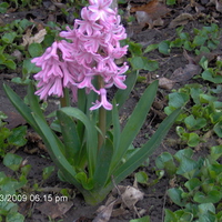 Pink Hyacinth