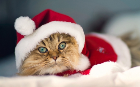 Christmas Cat - hat, cat, christmas, red