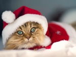 Christmas Cat