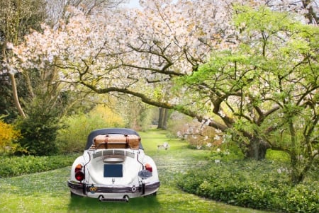 Travel in spring - spring, trees, car, vw