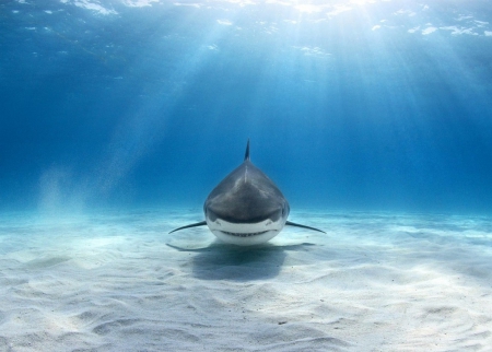 Tiger shark - tiger shark, rays, shark, blue, underwater