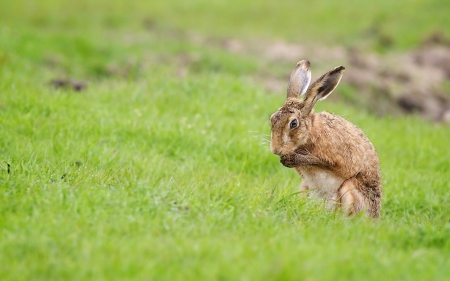 Hare - jump, rabbit, animal, hare