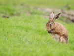 Hare